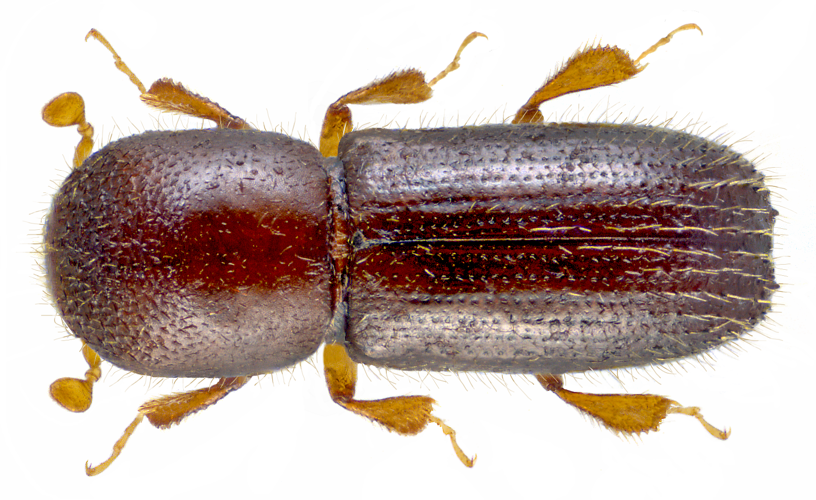 Xyleborinus saxeseni (Ratzeburg, 1837) male (17161263376).png &copy; Udo Schmidt from Deutschland