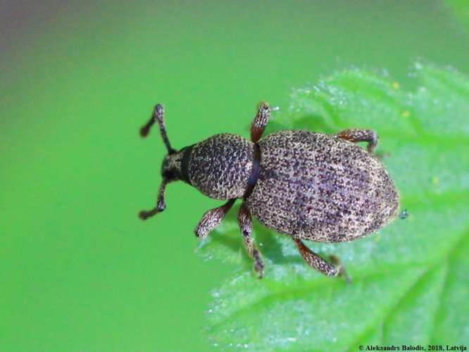 Otiorhynchus veterator 01.JPG &copy; AfroBrazilian