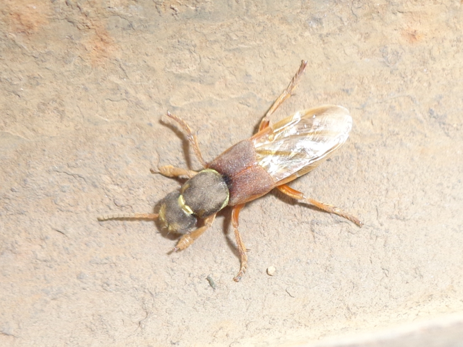 Staphylinus dimidiaticornis 01.JPG &copy; AfroBrazilian