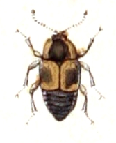 Cilea.silphoides.-.calwer.11.16.jpg &copy; Emil Hochdanz