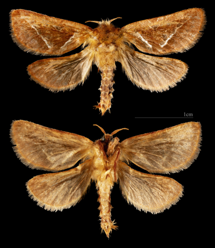 (MHNT) Triodia sylvina - St Foy d'Aigrefeuille - France - male.jpg &copy; Didier Descouens