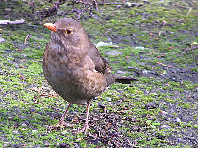 Female Blackbird.jpg &copy; Tony Wills