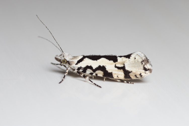 Ypsolopha sequella lateral Bytom.jpg &copy; Gower
