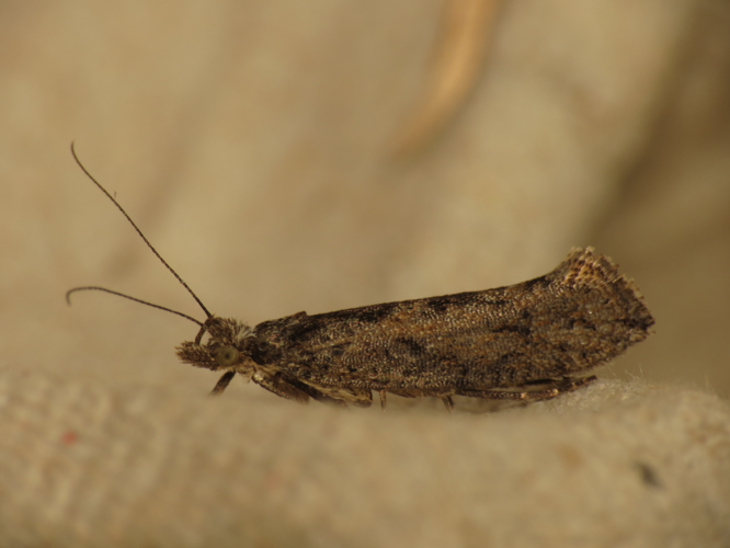 Ypsolopha vittella (9389394521).jpg &copy; Donald Hobern from Copenhagen, Denmark