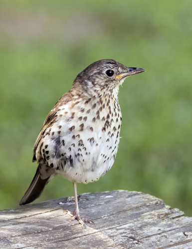 Song thrush (Turdus philomelos philomelos).jpg &copy; Charles J. Sharp