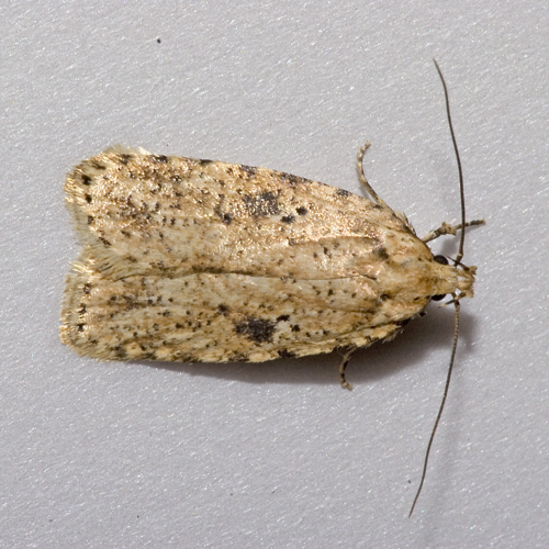 Agonopterix.arenella.7119.jpg &copy; Olei