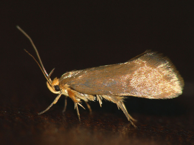Crassa tinctella - Tinted tubic (40454999174).jpg &copy; Ilia Ustyantsev from Russia