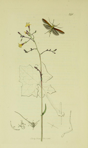 Britishentomologyvolume6Plate391.jpg &copy; Curtishttps://commons.wikimedia.org/w/index.php?title=File:Britishentomologyvolume6Plate391.jpg&action=edit