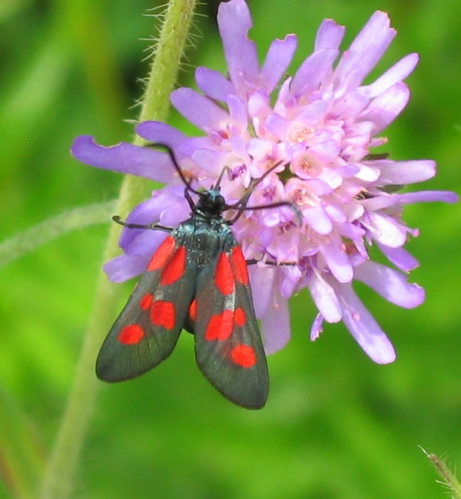 Zygaena viciae 01.jpg &copy; Harald Süpfle
