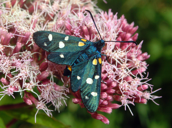 Zygaenidae - Zygaena ephialtes.JPG &copy; Hectonichus