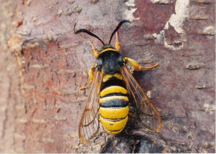 Lunar Hornet Moth (Sesia bembeciformis) by Ian Kimber 01.jpg &copy; Ian Kimber