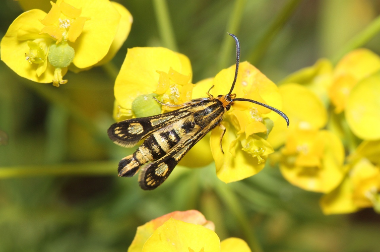 Chamaesphecia empiformis 131235321.jpg &copy; Dieter Schulten