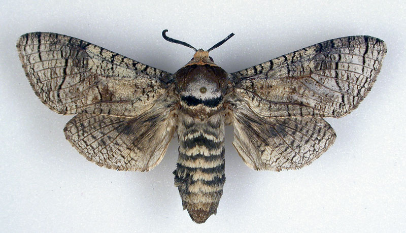 Cossus cossus1.jpg &copy; SIP Haapala