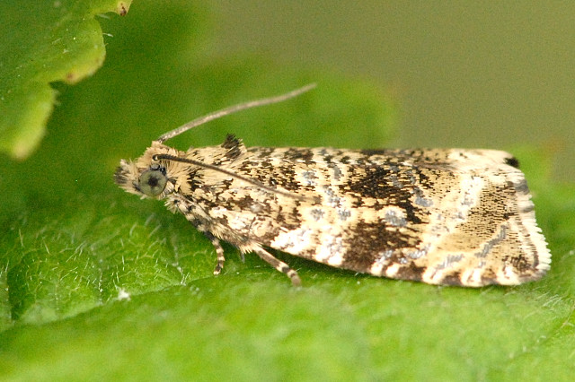 Celypha.lacunana.-.lindsey.jpg &copy; James K. Lindsey