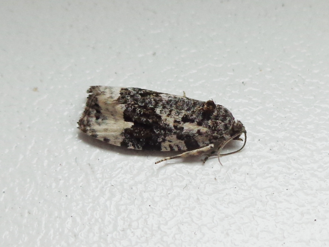 Apotomis turbidana 01.JPG &copy; AfroBrazilian