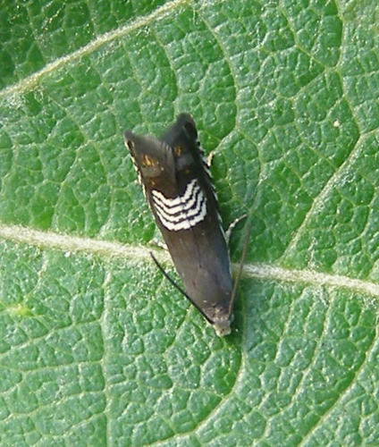 Grapholita compositella.JPG &copy; Tristram