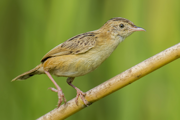 Cisticola juncidis, El Qanater el Khayreyya, Qalyubia Governorate, Egypt.jpg &copy; Morhaf kamal aljanee