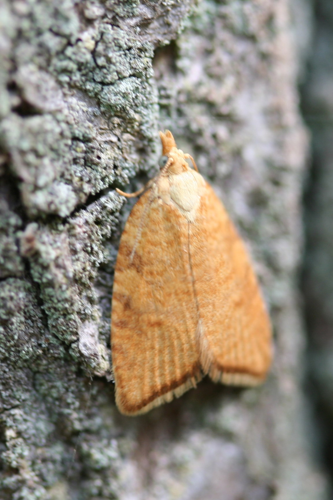 Aleimma loeflingiana-01 (xndr).jpg &copy; Svdmolen