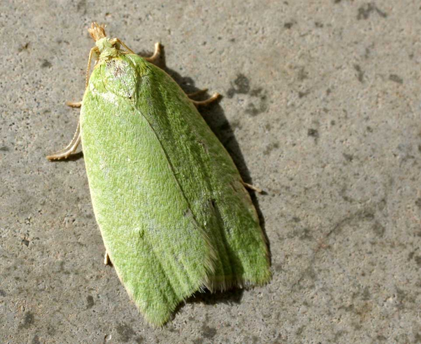 Tortrix viridana01.jpg &copy; Commons