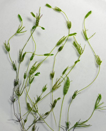 CharaGlobularis.jpg &copy; Fice