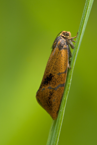Tortricidae Ptycholoma lecheana.jpg &copy; Richard Bartz