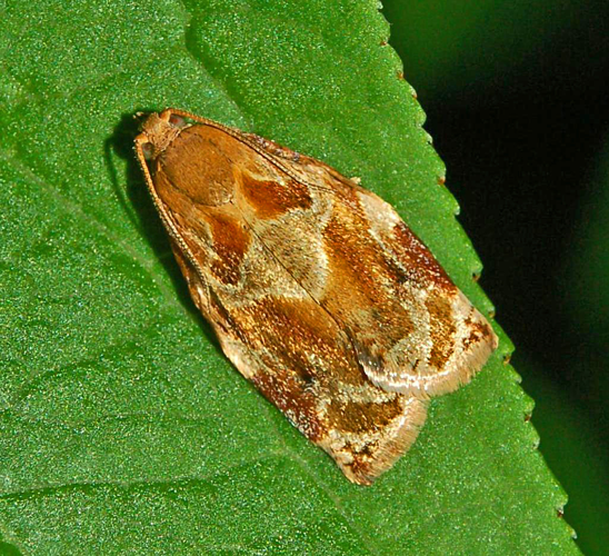 Tortricinae - Archips xylosteana.JPG &copy; Hectonichus