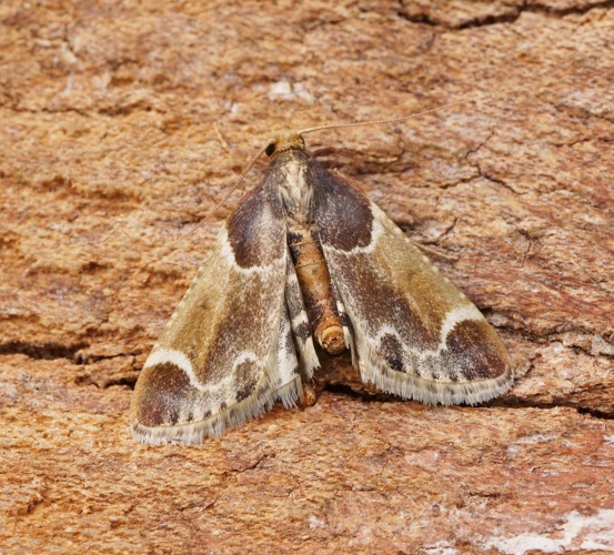 Pyralis farinalis (52165790323).jpg &copy; Ben Sale from Stevenage, UK