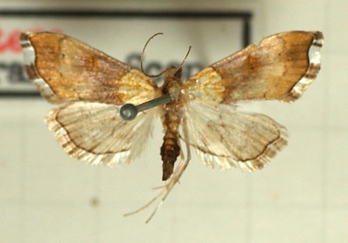 Agrotera.nemoralis.mounted.jpg &copy; Sarefo