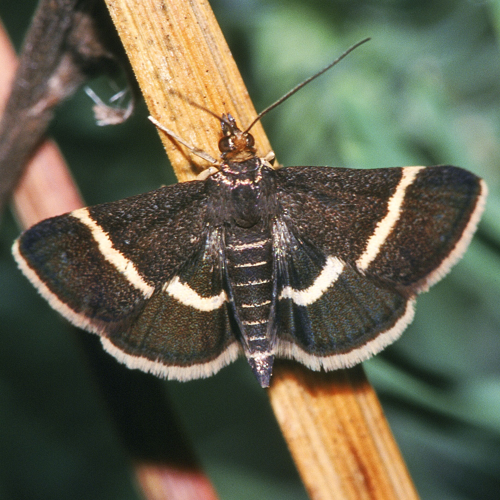 Pyrausta.cingulata.2001-12-23.jpg &copy; Commons