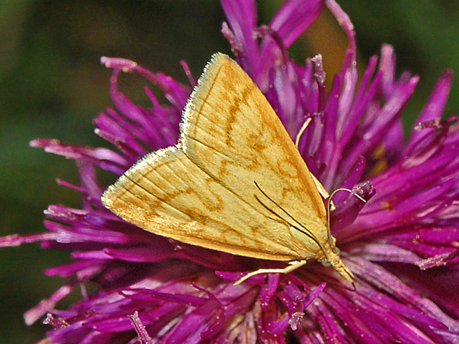 Pyraustinae - Udea lutealis-001.JPG &copy; Hectonichus
