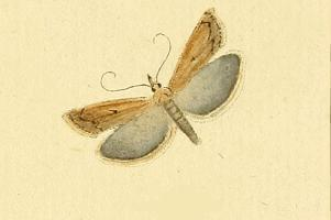 Pediasia contaminella.JPG &copy; Jacob Hübner