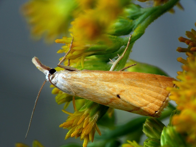 Xanthocrambus saxonellus.jpg &copy; František ŠARŽÍK