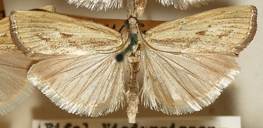 Agriphila.inquinatella.mounted.jpg &copy; Sarefo