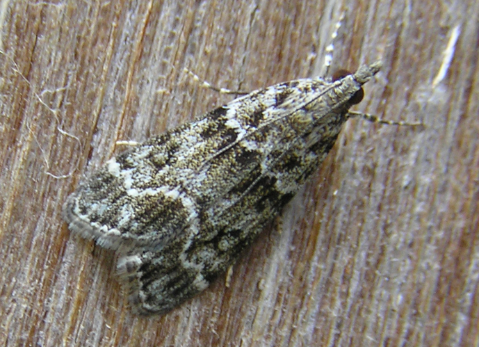 Eudonia.mercurella.FvL.jpg &copy; Fvlamoen