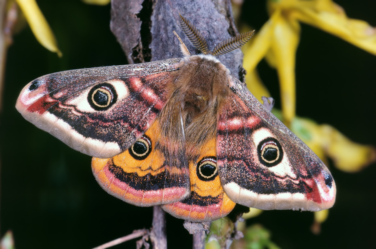 Saturnia pavonia 01.jpg &copy; jean-pierre Hamon
