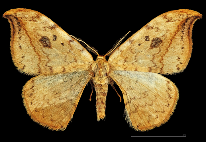 (MHNT) Drepana falcataria - Gajary Slovaquie - male dorsal.jpg &copy; Didier Descouens
