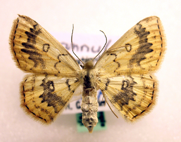 Cyclophora annularia.jpg &copy; Marko Mutanen, University of Oulu