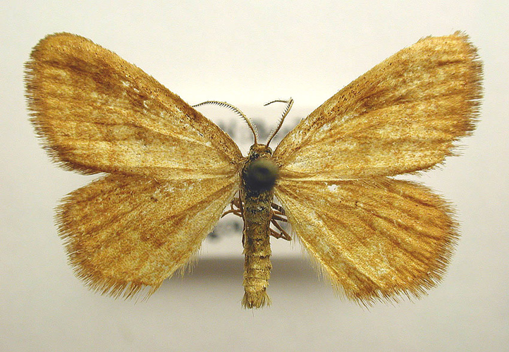 Idaea serpentata.jpg &copy; M. Virtala