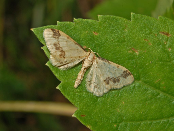 Geometridae - Idaea trigeminata.JPG &copy; Hectonichus