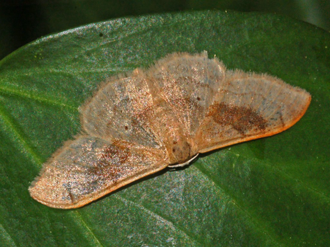Geometridae - Idaea degeneraria.JPG &copy; Hectonichus