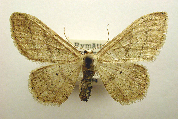 Idaea deversaria.jpg &copy; M. Virtala