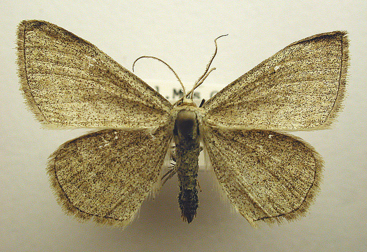 Scopula virgulata.jpg &copy; M. Virtala
