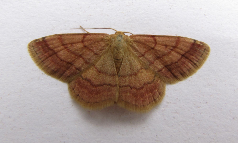Scopula rubiginata.jpg &copy; Engeser