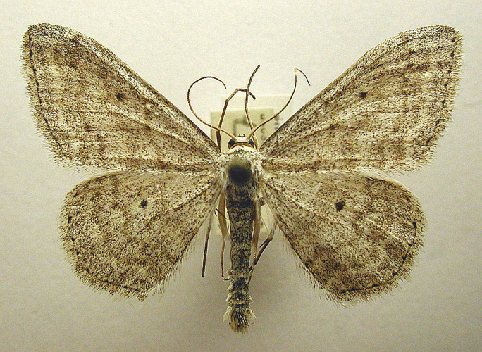Scopula incanata.jpg &copy; M. Virtala