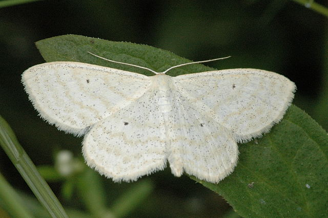 Scopula.immutata.jpg &copy; James K. Lindsey