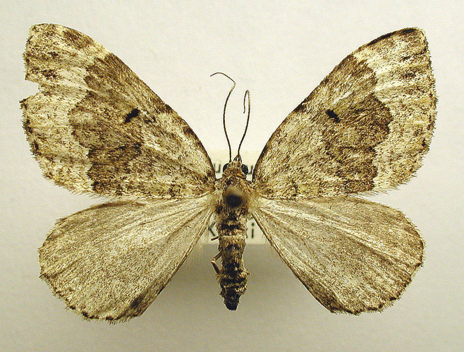 Colostygia olivata.jpg &copy; M. Virtala