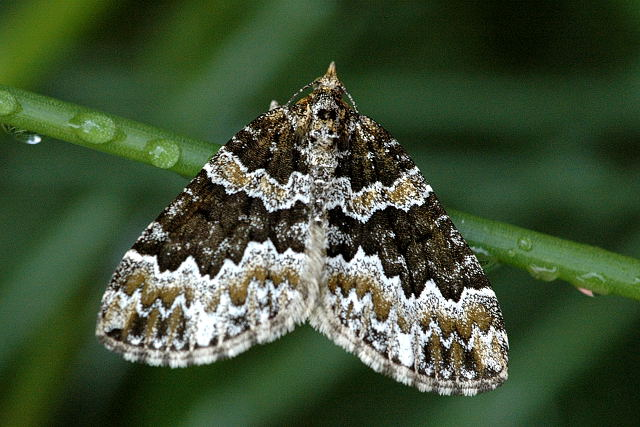 Electrophaes.corylata.jpg &copy; James K. Lindsey