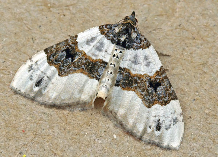 Cosmorhoe ocellata01.jpg &copy; Commons