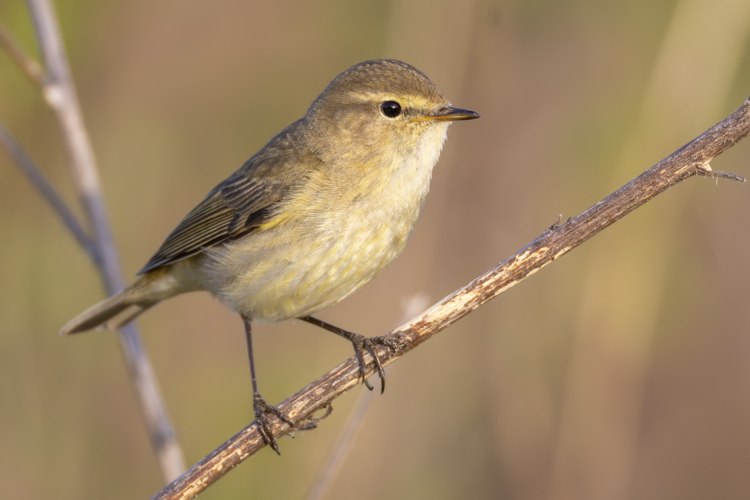 Common Chiffchaff 2025 04 04 01.jpg &copy; Alexis Lours