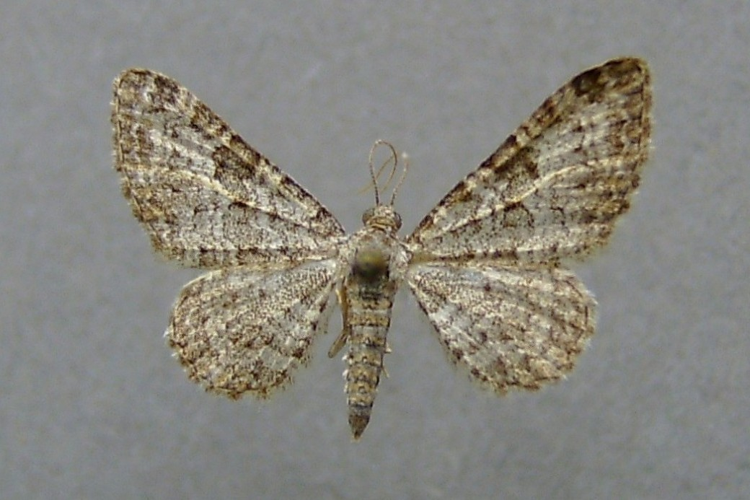 Eupithecia impurata.jpg &copy; Dumi